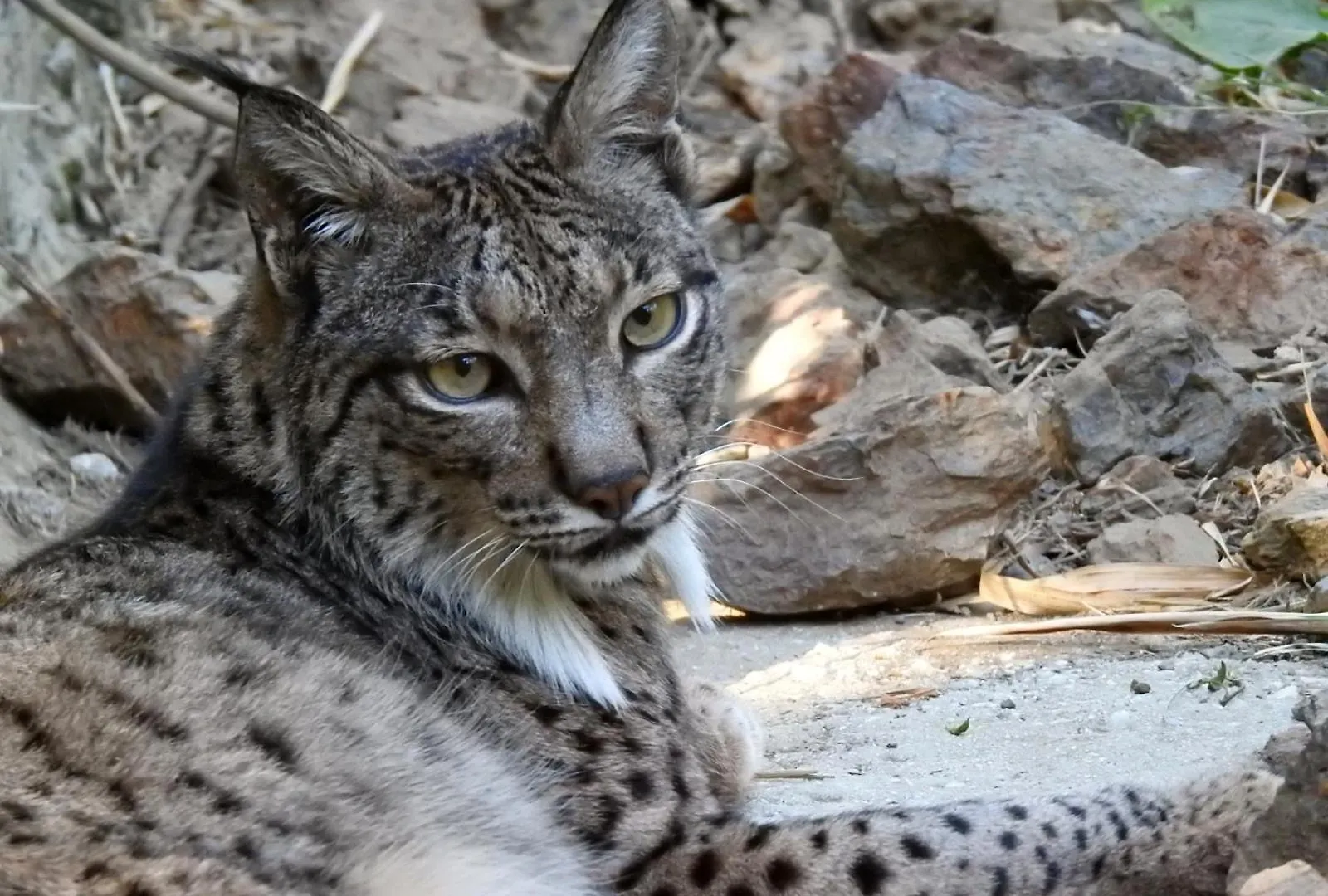 Hotel Selwo Lodge - Animal Park Tickets Included Estepona 3*,  Espanha